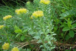 Краткое описание растений-биостимуляторов