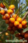 Облепиха крушиновидная - Hippophae rhamnoides
