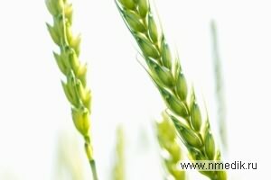 Лучшая защита жизни и здоровья – в зернах растений