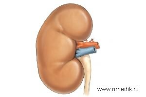 Растения, используемые для стимуляции иммунитета при заболеваниях почек и мочевого пузыря